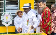 Ruto: Kenya on track for record maize harvest