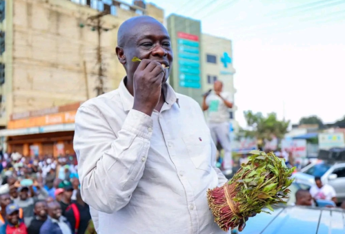 DCP Party leader Rigathi Gachagua samples a miraa plant during a past public rally. PHOTO/@rigathi/X