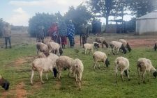Laikipia: Police recover 25 stolen animals after daring raid