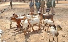 Police recover stolen livestock in Marsabit