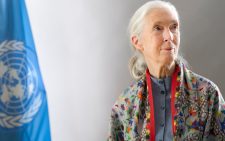 Conservationist Dame Jane Goodall dies aged 91