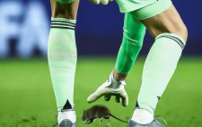 Wales defends itself after rat interrupts World Cup qualifier