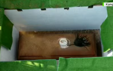 Curtains fall as Raila Amolo Odinga is buried