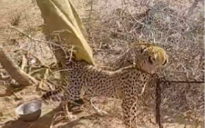 KWS seizes cheetah raised by Garissa woman