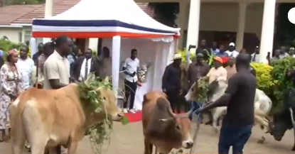 Cow taken to Kang'o ka Jaramogi for the traditional ritual. PHOTO/Screengrab by People Daily digital
