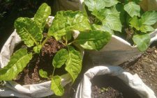 From rooftops to backyards: How city dwellers are embracing urban farming