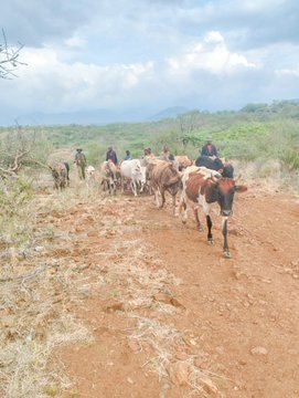 Security agencies recovered stolen livestock in Meru on Friday, October 31, 2025. PHOTO/@NPSofficial_KE