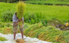 Waiguru: Duty-free rice imports threatening livelihoods of local farmers