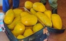2 persons of interest nabbed with 15kgs of bhang in Kakamega