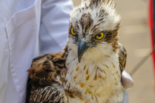 Finnish Osprey rescued in Siaya after flying nearly 7,000 km, in 2020. PHOTO/@KWSKenya/X