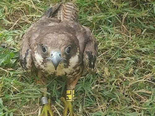 Eleonora’s Falcon rescued after flying over 6,188 km from Poland to Nandi County. PHOTO/@ArapTilingi/X