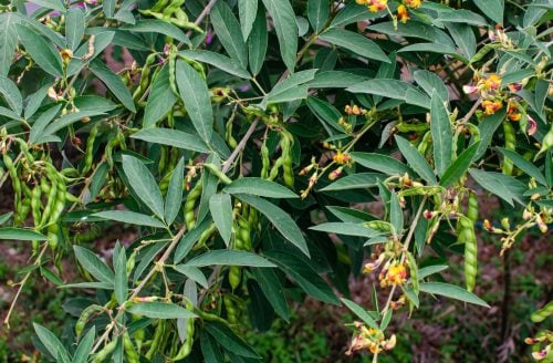 Pigeon peas thriving in semi-arid Kenya. PHOTO/@kalromkulima/X