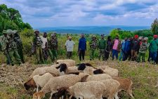 Police recover stolen livestock after armed attack in Laikipia County