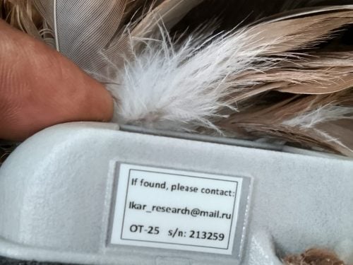 A close-up of the Russian tracking tag attached to the rescued Osprey found in Siaya County. PHOTO/@KWSKenya/X