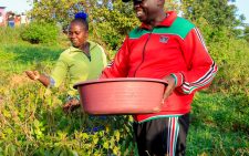Gachagua fits Muguka farms, market in door-to-door push for Karish