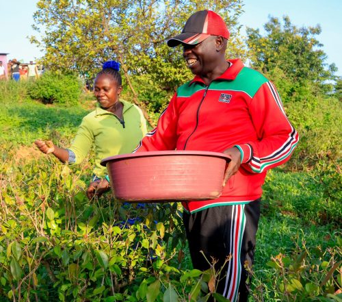 Former Deputy President Rigathi Gachagua during his morning campaign at a Muguka farm: PHOTO/facebook.com/DPGachagua