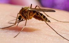 Kakamega on high malaria alert as new climate system predicts