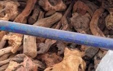 5 reasons why sandalwood business is prohibited in Kenya