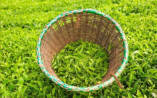 Wamuchomba exposes loophole in tea market amid quality scrutiny