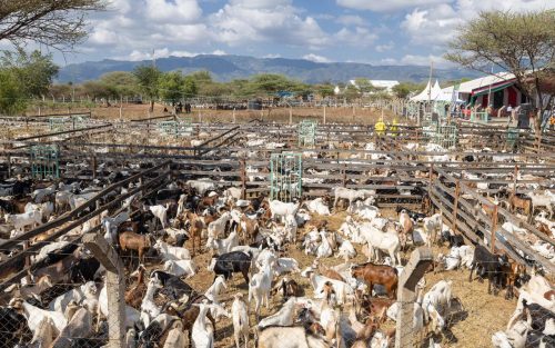 Herds of goat during their auction at Kimalel. PHOTO//PHOTO//https://www.facebook.com/williamsamoei