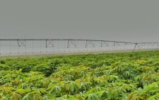 How irrigation is changing the once deserted land in Galana