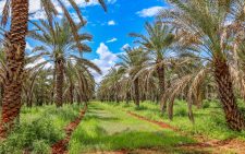 Kenya sets out plan to build billion-shilling date palm sector