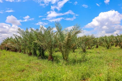 Date palms where officials reviewed Kenya’s plan to scale up commercial date production. PHOTO/@CS_MoALD/X