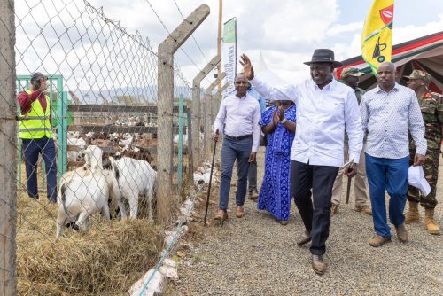 William Ruto during the annual Baringo Cultural Festival and Kimalel Goat Auction on Monday, December 22, 2025. PHOTO/@WilliamsRuto/X
