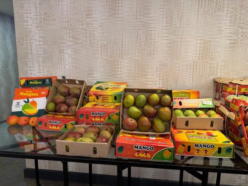 Kenya’s first-ever consignment of fresh Apple mangoes lands in the UK. PHOTO/@KenyaMissionUK/X