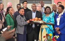 Kenyan apple mangoes land in the UK in historic export debut