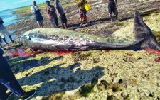 Postmortem reveals cause of death of a whale in Kwale