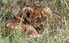 Abandoned, injured lion cub rescued in Mara North