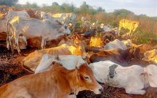 Police recovers 204 stolen cattle in Meru after fierce clash with rustlers