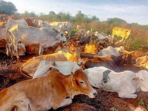 Recovered livestock: PHOTO/@NPSOfficial_KE/X