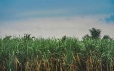 Kenya Sugar Board seeks truce amid strike threat over remunerations