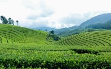 Tea farmers protest govt's plan to deduct their earnings