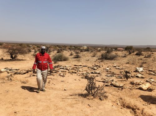 Drought in Mandera has killed thousands of livestock in Mandera County.PHOTO/@KenyaRedCross F/X