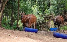 Critically endangered Mountain Bongos flown back to Kenya from Czech