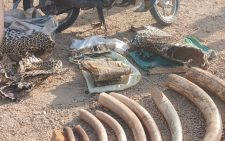 3 arrested in possession of Wildlife trophies in Turkana