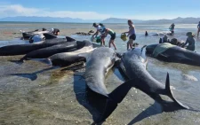 6 whales die after long stranding on beach