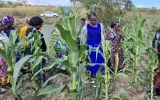 Drought-tolerant maize could slash aflatoxin cases, says KALRO