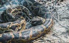 Woman wakes to find giant python on her chest