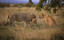 Stray lionesses returned to Nairobi National Park after night operation