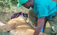 KWS capture a stray Lion in Kitengela