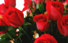 Kenyan roses bloom big on Valentine’s as global demand Ksh92B flower export