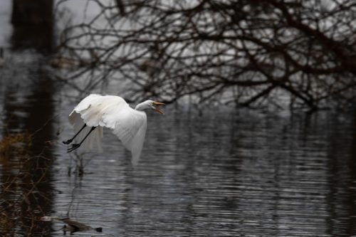 Lake Nakuru. PHOTO/@KWSKenya/X
