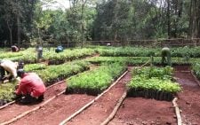 Friends of Karura Forest board member: Govt has agreed to
