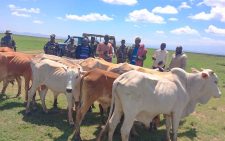 Multi-agency team recovers stolen cows in Laikipia