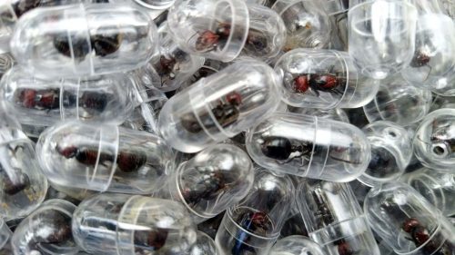 Queen ants packed in test tubes. PHOTO/@AfricaFirsts/X