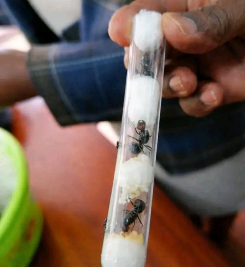 Queen ants packed in test tubes lined with moist cotton wool, ready for smuggling. PHOTO/@AfricaFirsts/X